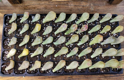 a-bunch-of-succulent-leaves-on-seed-plug-trays-for-propagation