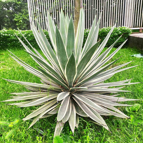 agave-angustifolia-grow-in-garden