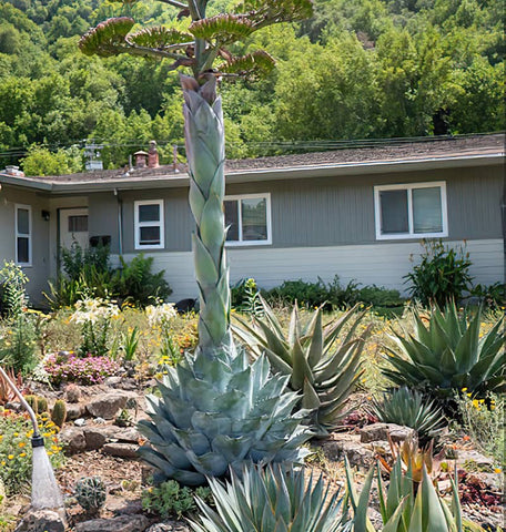 Agave blooms very tall in the yard