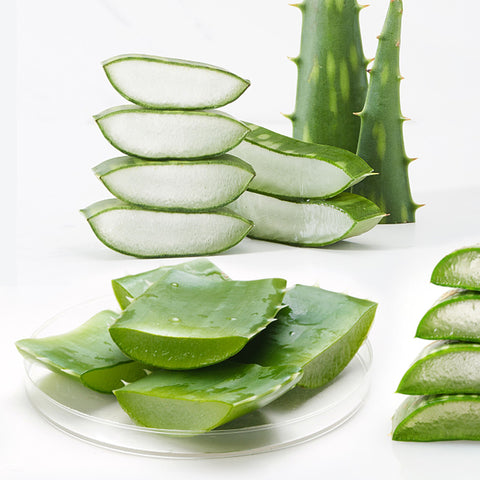 aloe-vera-leaves-can-be-used-to-make-beverages