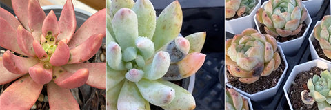 anthracnose-black-mold-on-succulents