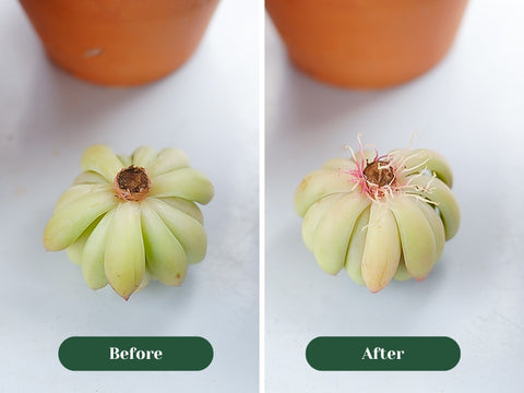 a-comparison-of-succulents-before-and-after-rooting-in-the-air