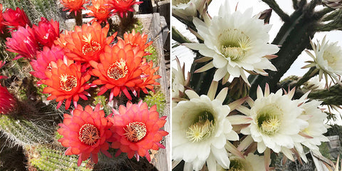 different-cacti-produce-red-and-white-flowers