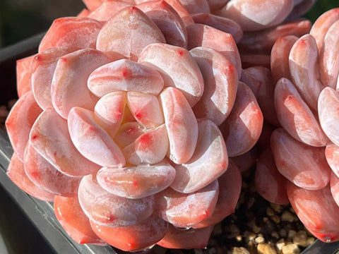 thriving-beautiful-orange-Echeveria-Monroe