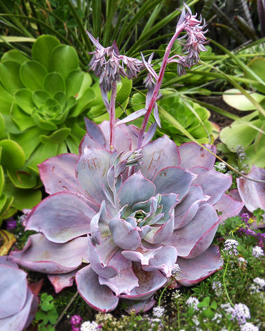 outdoor-large-Echeveria-Afterglow-blooms-purple-flowers