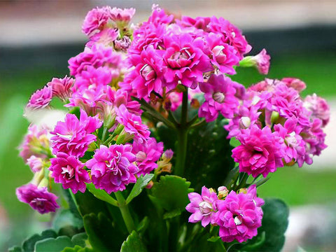 Kalanchoe-blossfeldiana-blooms-purple-flowers