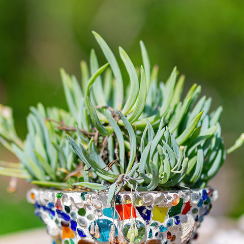 blue-chalksticks-curio-repens