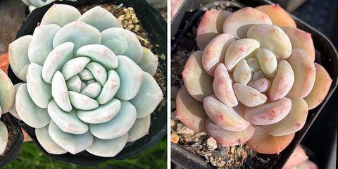 blue-green-Echeveria-Monroe-and-orange-Echeveria-Monroe