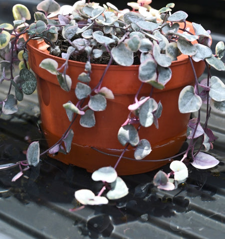 bottom-water-is-the best-way-to-water-variegated-string-of-heart