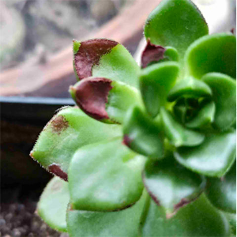 brown-spots-on-the-succulent-leaves