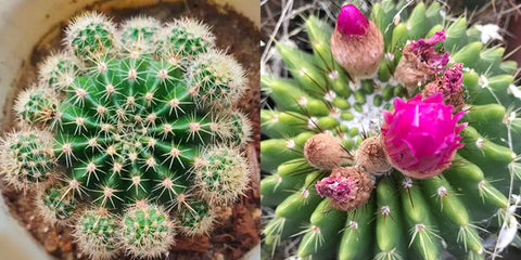 small-pups-on-cactus-and-cactus-blooming