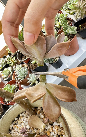 chop-off-old-succulent-head-by-scissors