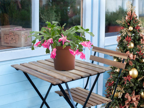 christmas-cactus-is-suitable-for-decorating-the-porch-during-christmas
