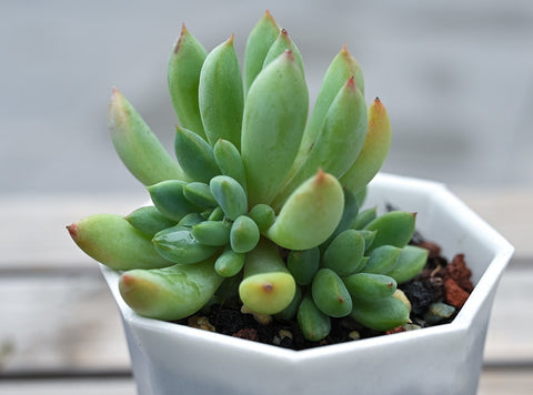 the-bottom-of-the-succulent-burst-out-a-circle-of-pups