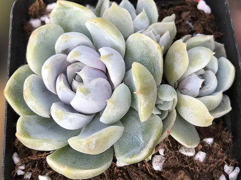 multi-head-echeveria-snow-bunny