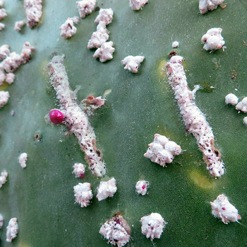 cochineal-on-cactus-leaves