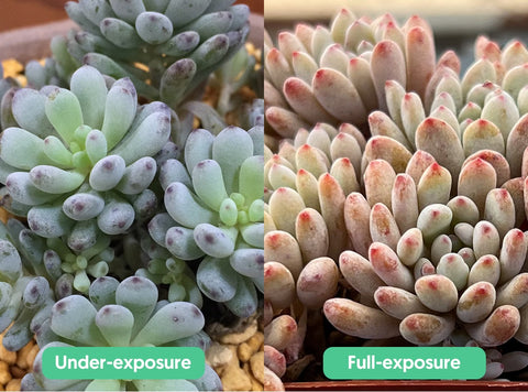 graptopetalum-pachyphyllum-bluebean-turn-pink-under-the-right-pressure