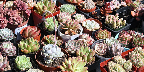 outdoor-succulent-plants-become-colorful-under-temperature-and-sunlight-stress