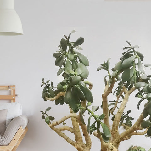 jade-plant-leaf-loss-when-lack-of-sunlight