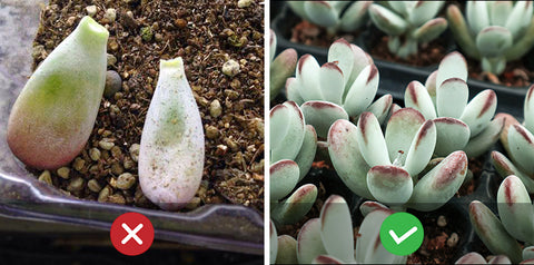 cotyledon-orbiculata-cv-can-be-propagated-by-cuttings-rather-than-leaves