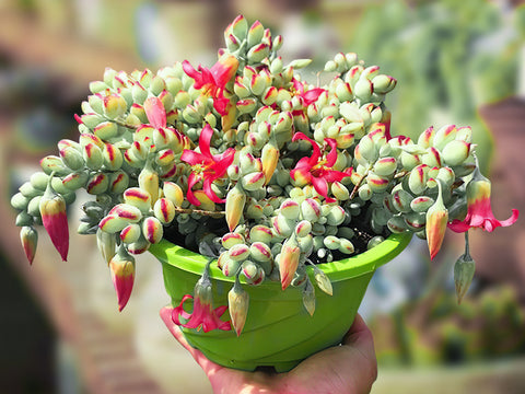 Care cotyledon pendens in full and bright sunlight