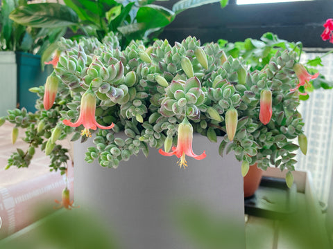 Take care of cotyledon pendens indoors
