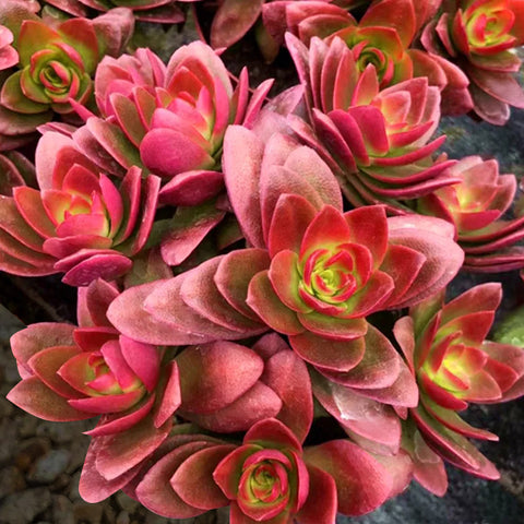 15 Outdoor Hardy Succulents for Cold Climates | THE NEXT GARDENER ...