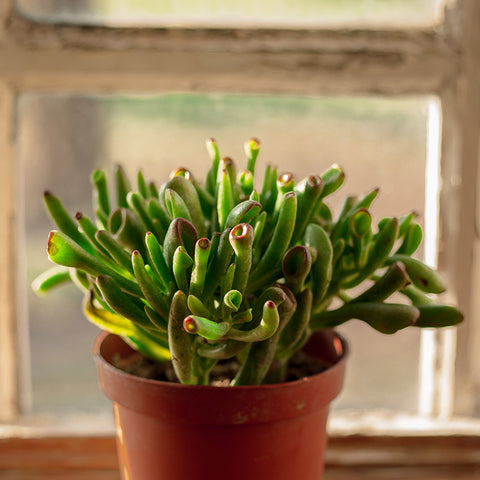 4-inch-crassula-ovata-gollum-succulent