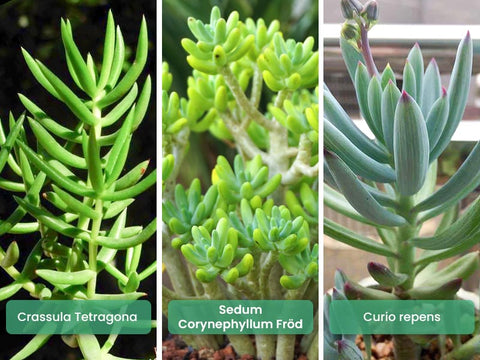 crassula-tetragona-sedum-corynephyllum-frod-and-curio-repens