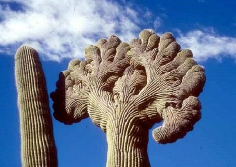 large-crested-and-normal-saguaro-cactus-outdoors