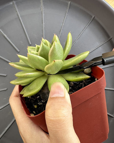 cut-off-the-succulent-head-by-using-sharp-knife