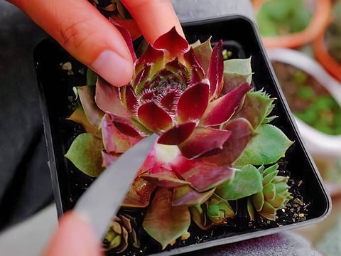 Cut off the flower stalk before the monocarpic succulents blooms