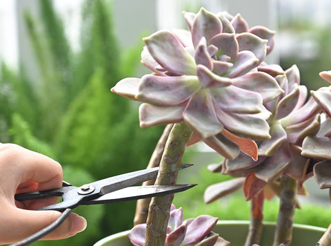 cut-off-the-top-of-the-succulent-with-gardening-scissors