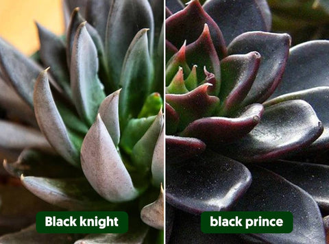 How to Care for Echeveria Black Prince