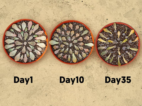 succulents-growth-period 