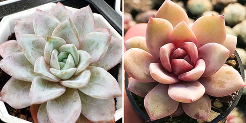 different-looks-of-Echeveria-German-Champagne