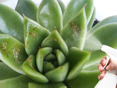 diy-plant-fungicide-to-treat-succulent-sooty-mold