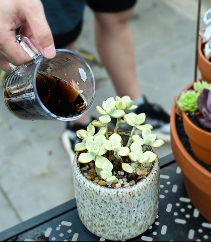 diy-succulent-fertilizer