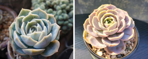 dorment-echeveria-blue-surprise-and-growth-echeveria-blue-surprise