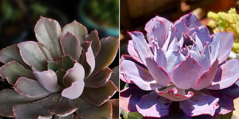 echeveria-afterglow-different-colors