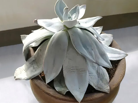 echeveria-cante-because-of-lack-of-water-leaves-become-soft