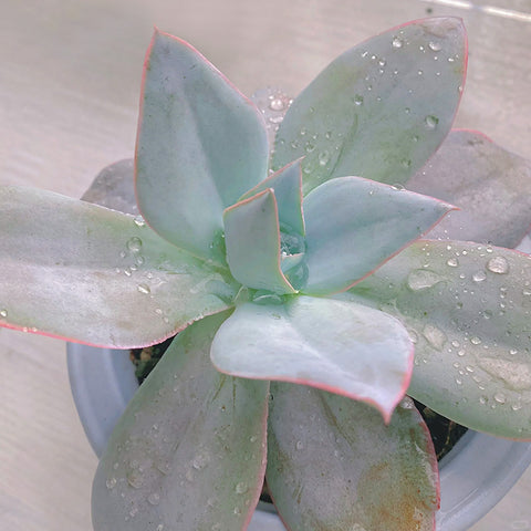 echeveria-cante-leaves-get-wet