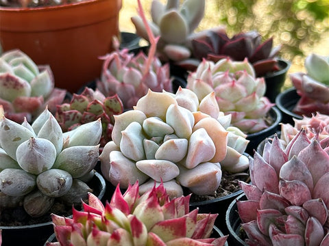 care-echeveria-choux-cream-outdoors