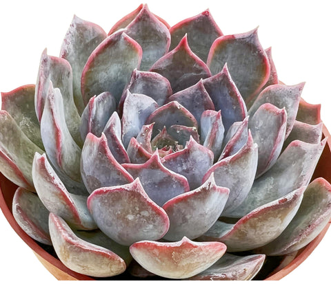 4-inch-echeveria-dark-ice-elegans-succulent