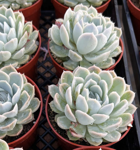 4-inch-potted-echeveria-elegans-mexican-snowball