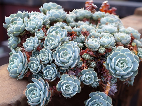 large-echeveria-runyonii-succulent-tree