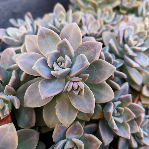 ghost-plant-is-edible