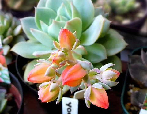 echeveria-blooms-bell-shaped-orange-flowers.