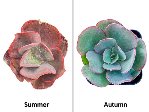 echeveria-suyon-is-red-in-summer-and-green-in-fall