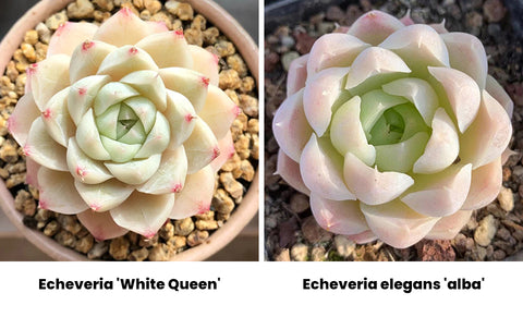 echeveria-white-queen-and-echeveria-elegans-alba